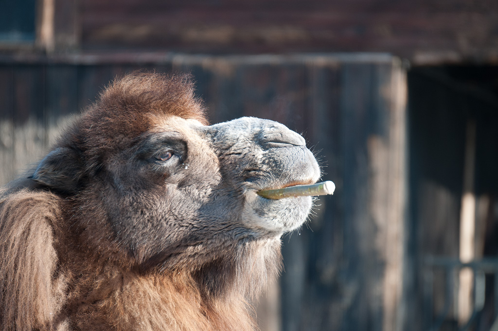 Camel Filter im Zoo Karlsruhe