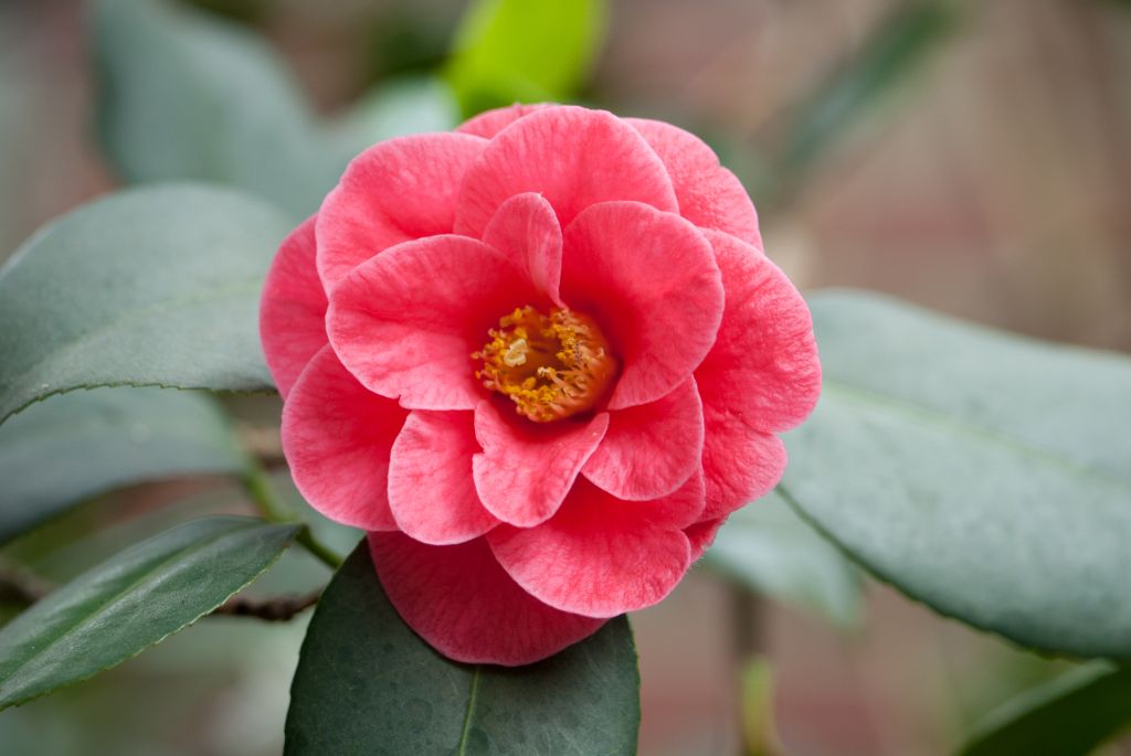 Camellia japonica