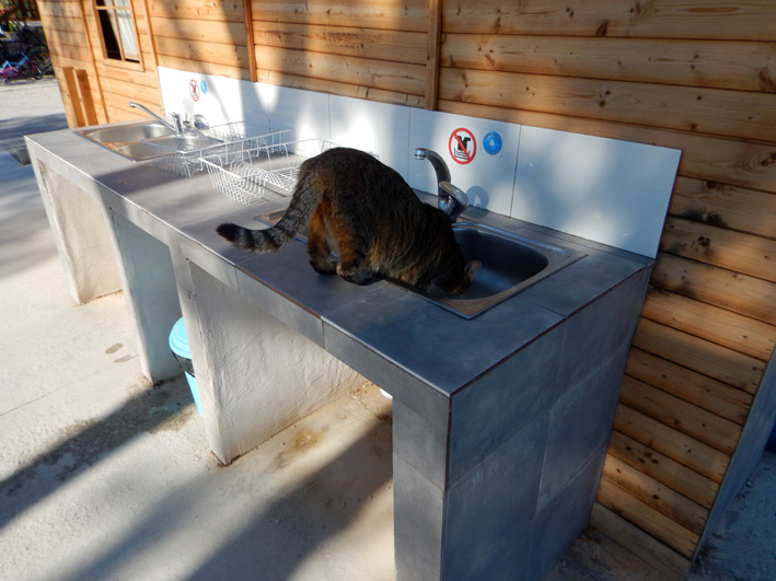 campcat2.jpg
