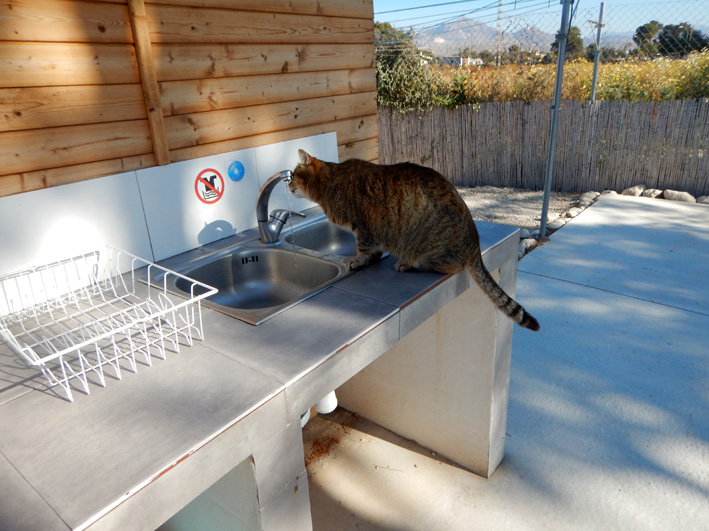 campcat3.jpg