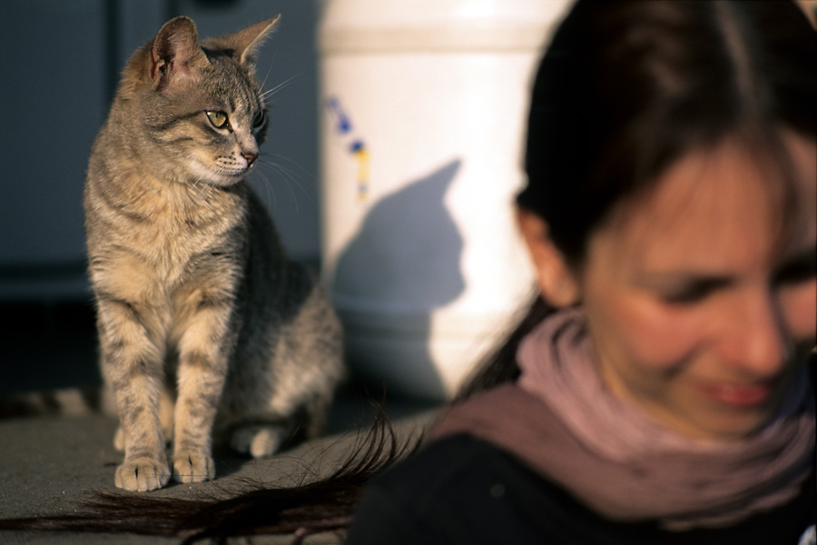 Camping Katze