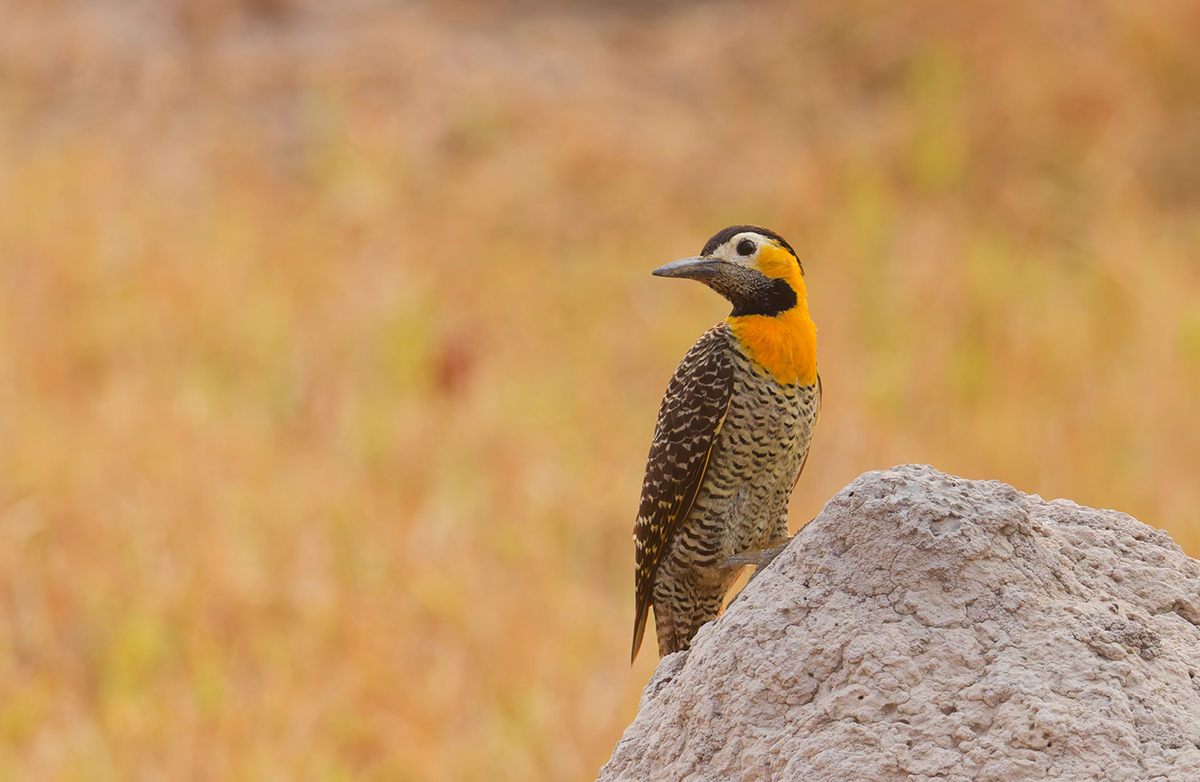 Campo Flicker.jpg