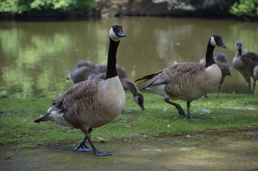 Canada Gans duo