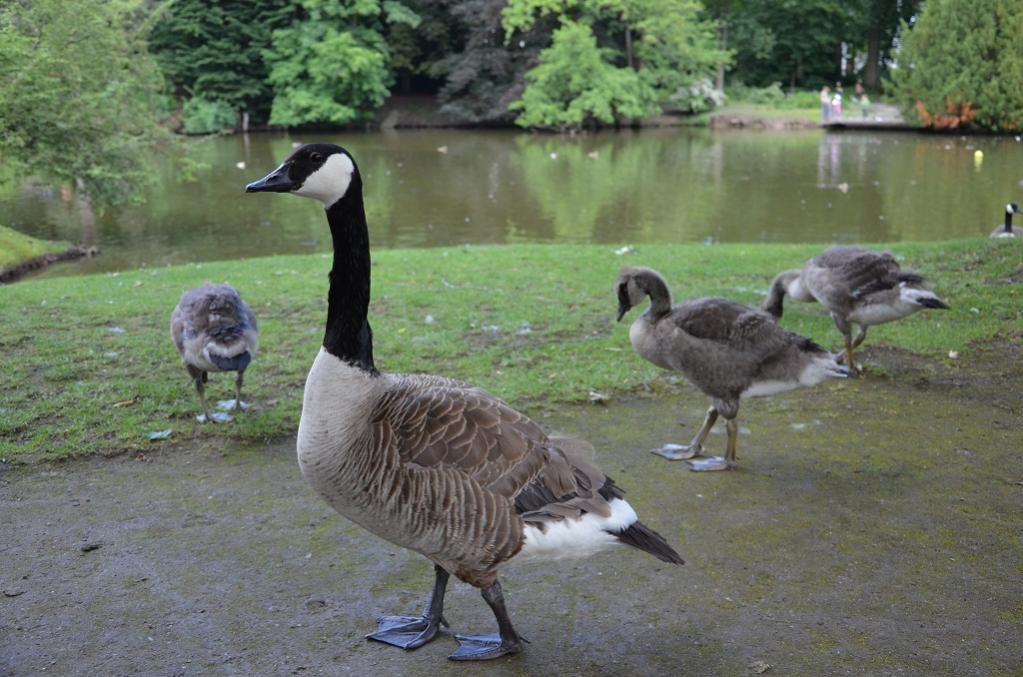 Canada Gans gestaffelt