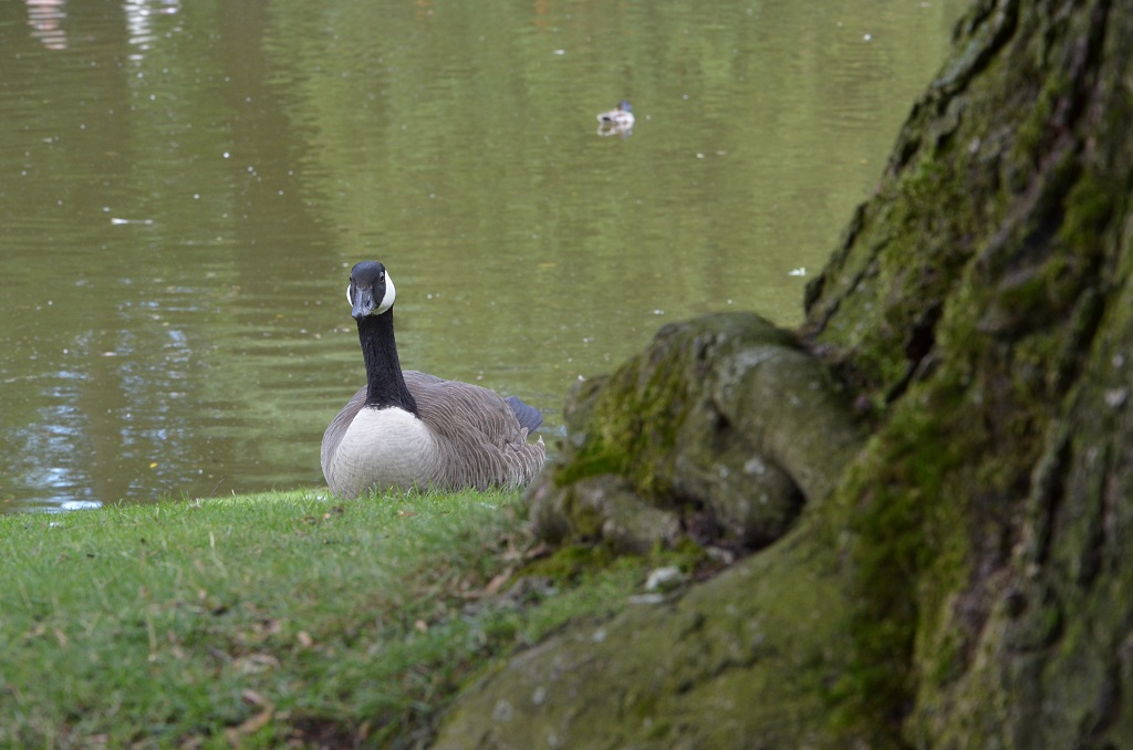 Canada Gans
