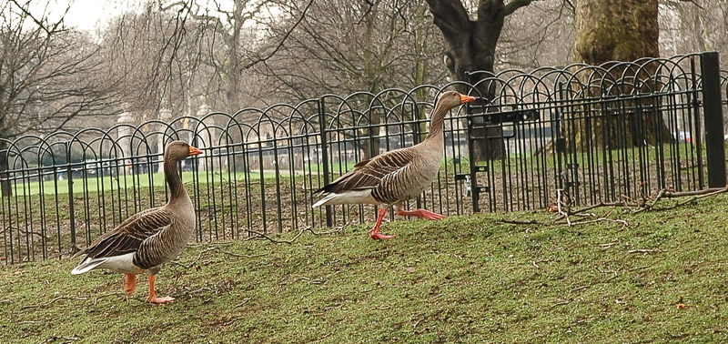 "Canada Goose"
Vor über 300 Jahren wurden sie mit als erste Vogelart in dem St. James Park angesiedelt.