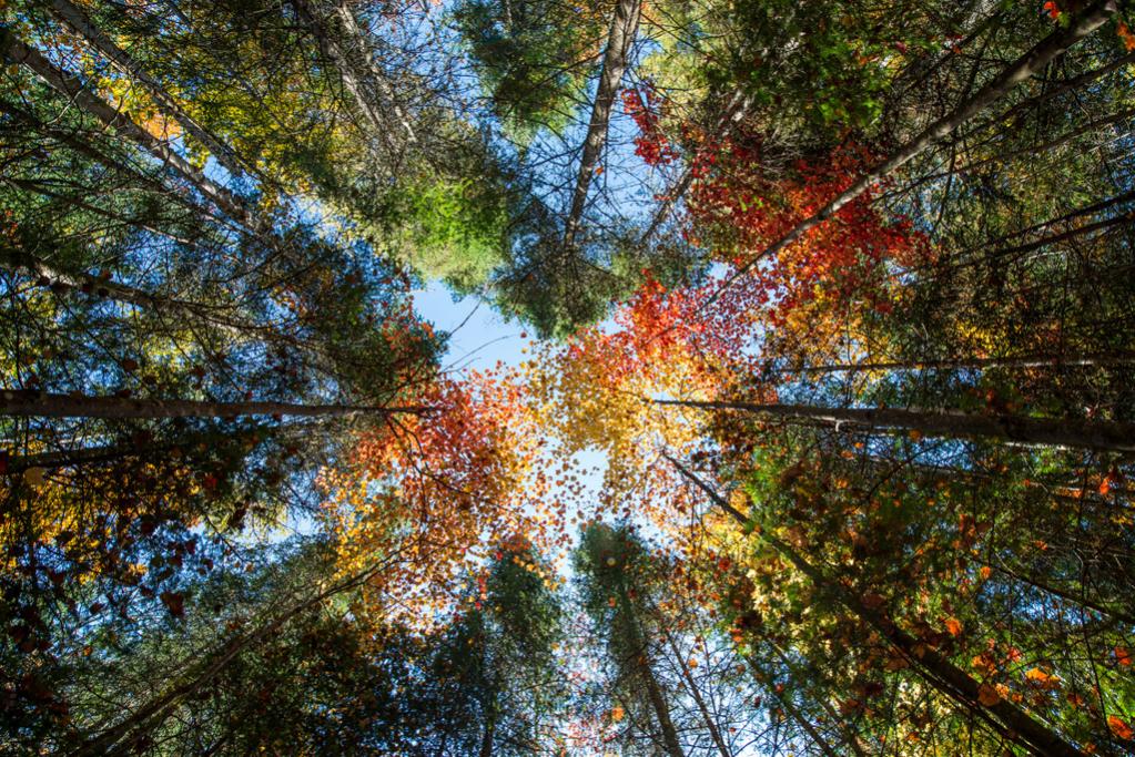 Canada Indian Summer