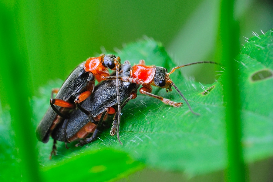 CantharisPellucida
