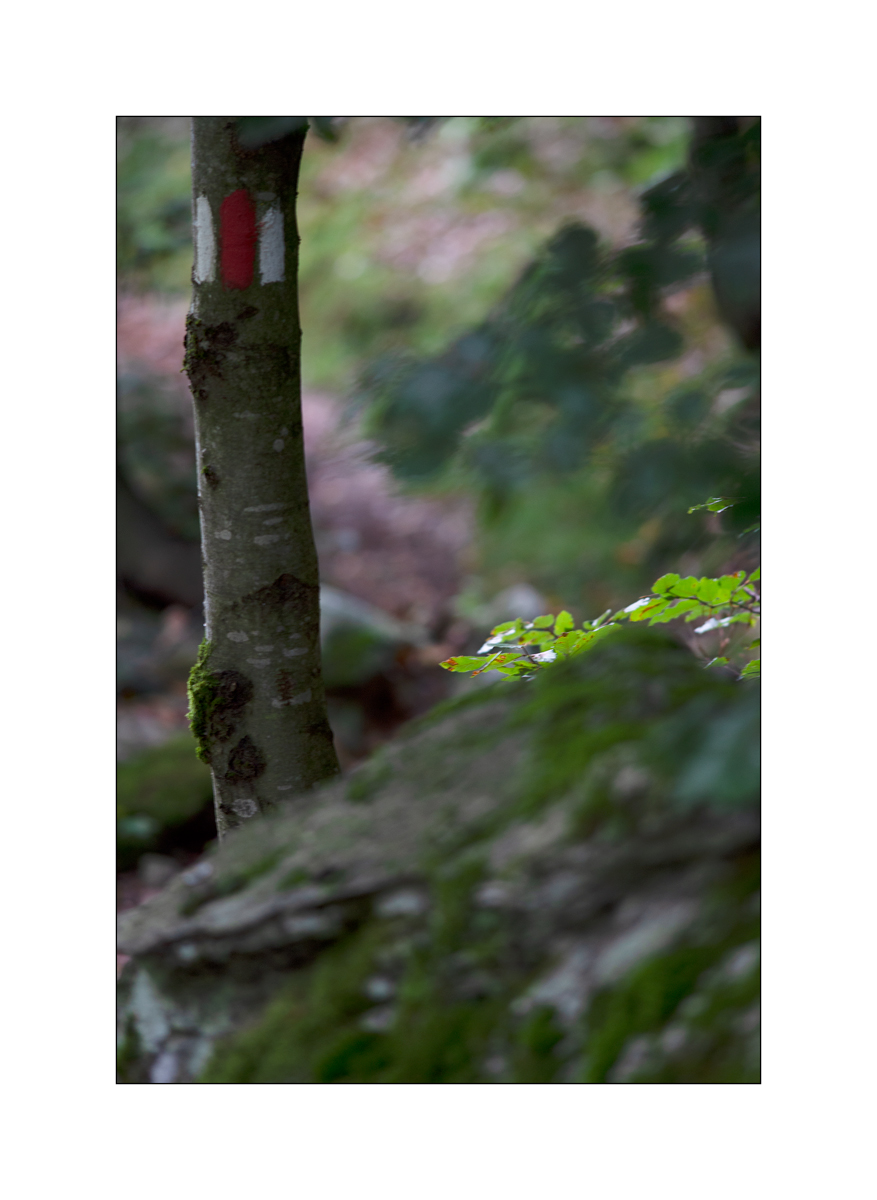 CasDSC_2289.jpg