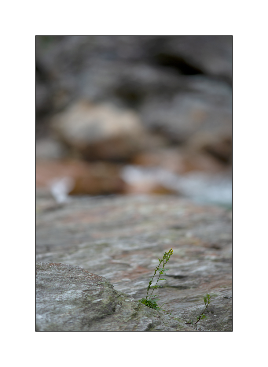 CasDSC_2317.jpg