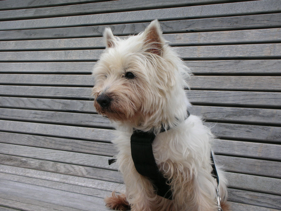 Cassy auf Bank in St. Peter Ording