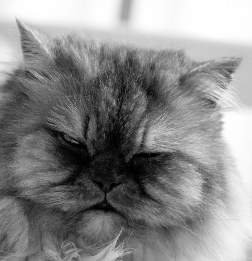 Cat 1