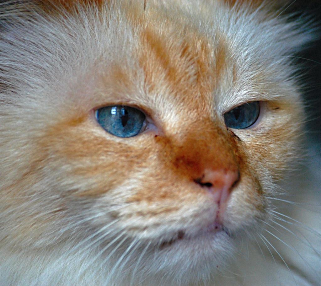 Cat 2