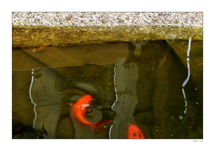 Cat ... Fish - Gefahr im Verzug? I