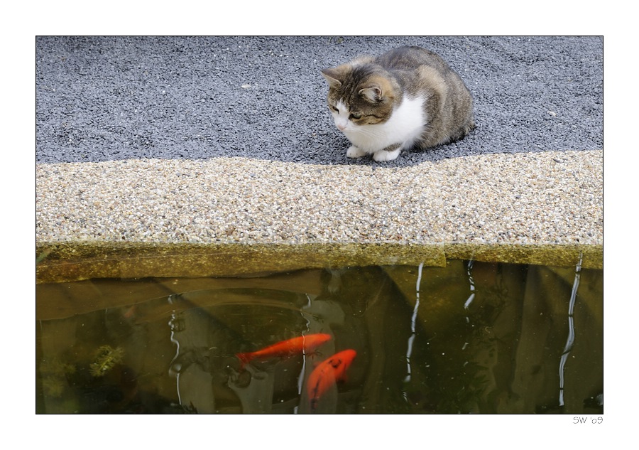 Cat ... Fish - Gefahr im Verzug? II