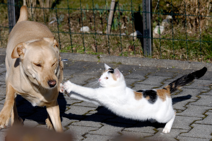 cat hits dog