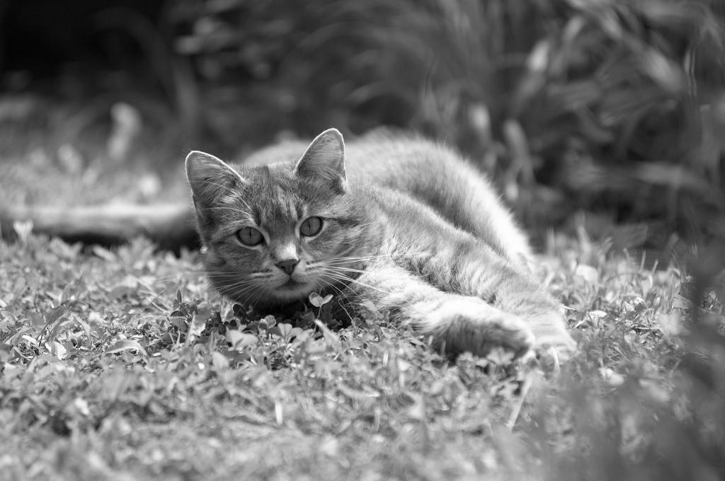 cat sw  D2X2869