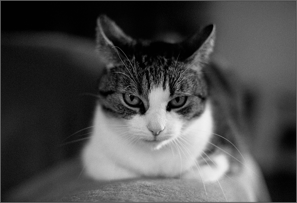 cat web 01