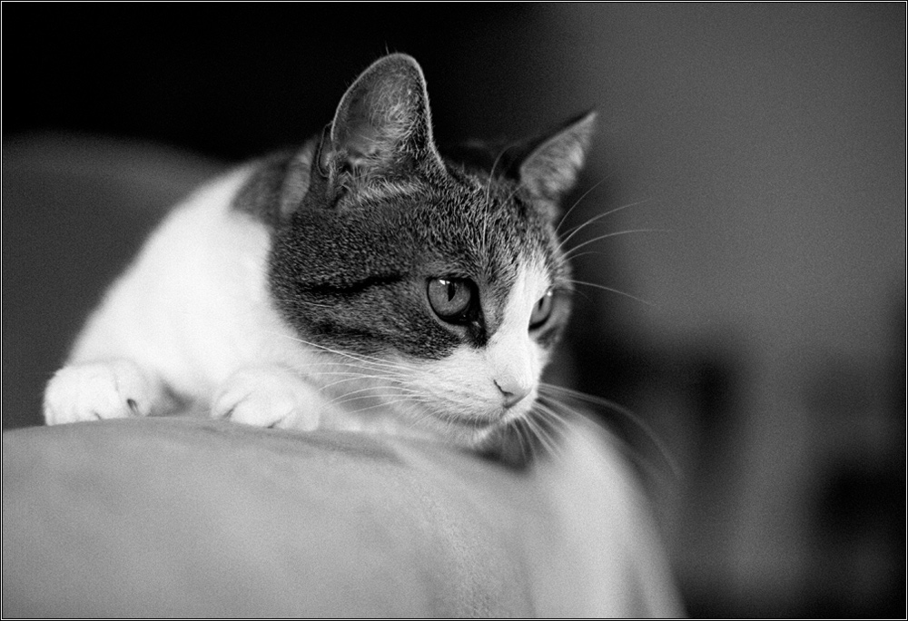 cat web 02