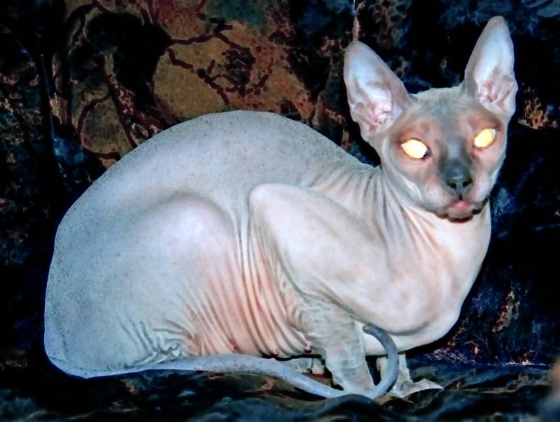 cat