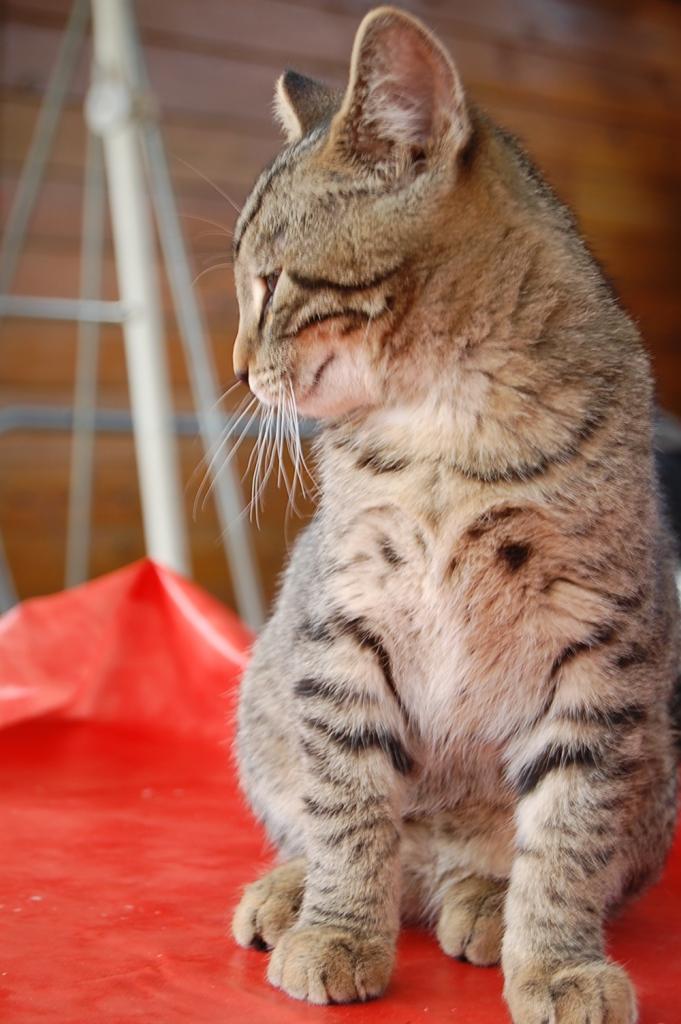 Cat