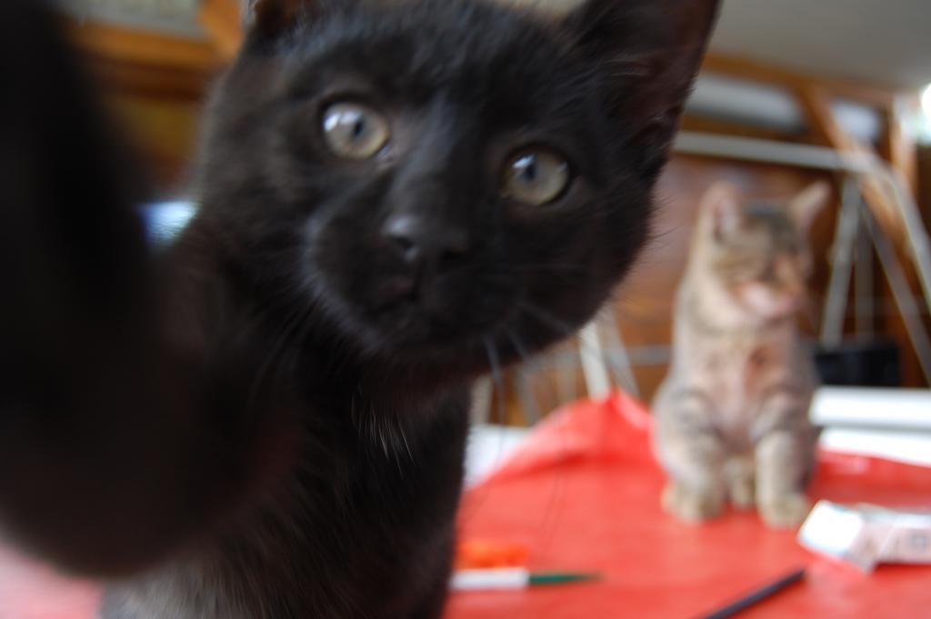 Cat