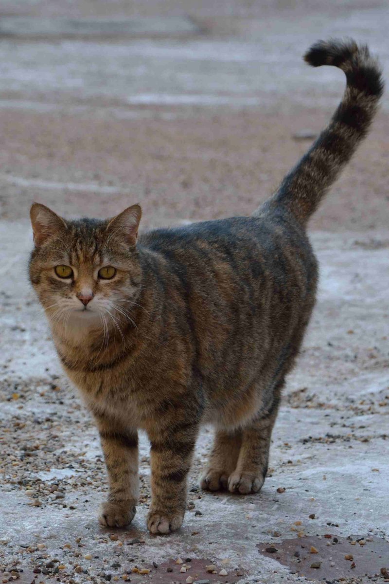 Cat_DSC_4034.jpg