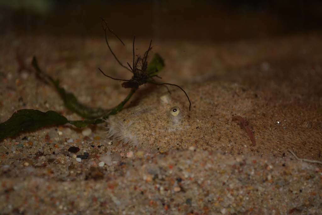 Catathyridium jenyensii