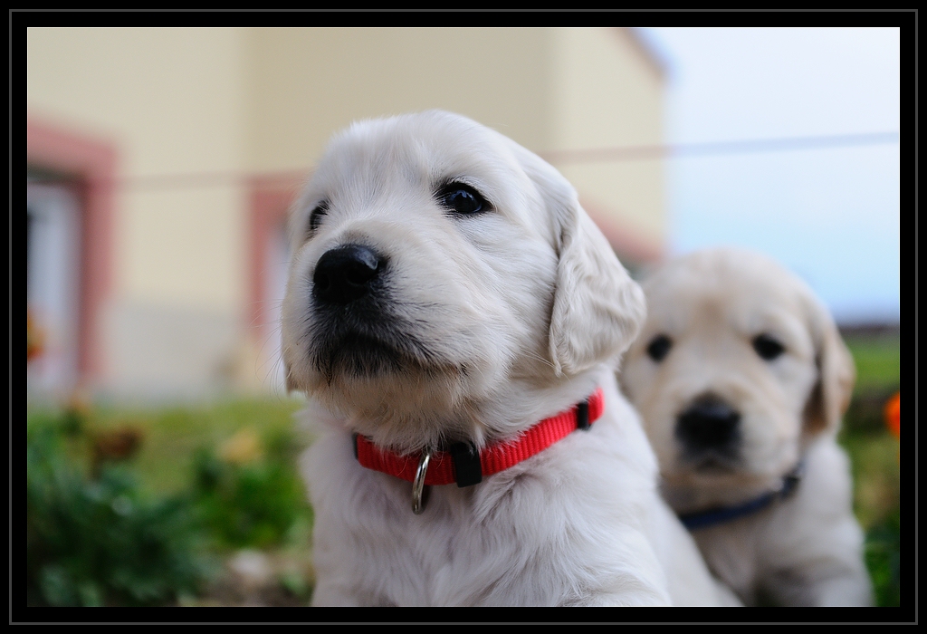 Cats and Dogs 10