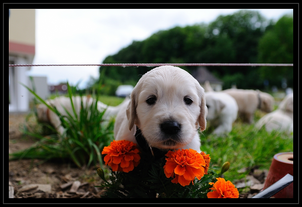 Cats and Dogs 15