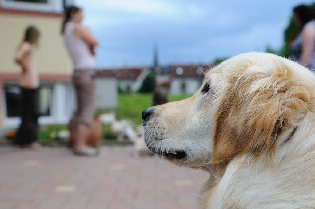 Cats and Dogs 36