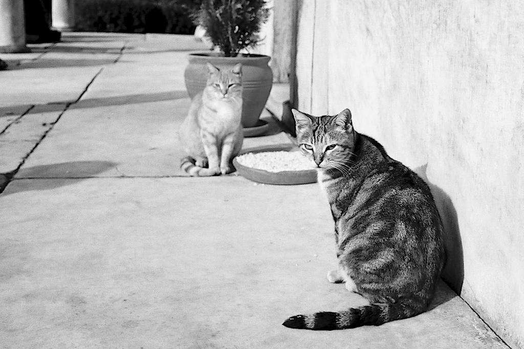cats Istanbul F1000015