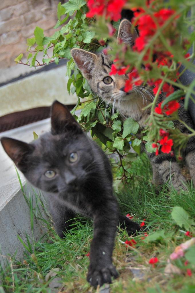 Cats