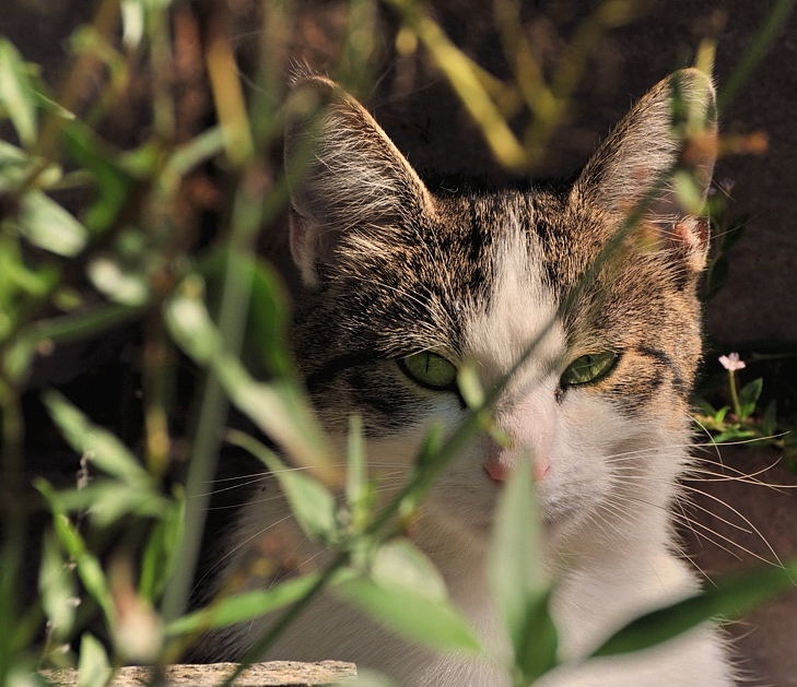 catzx1