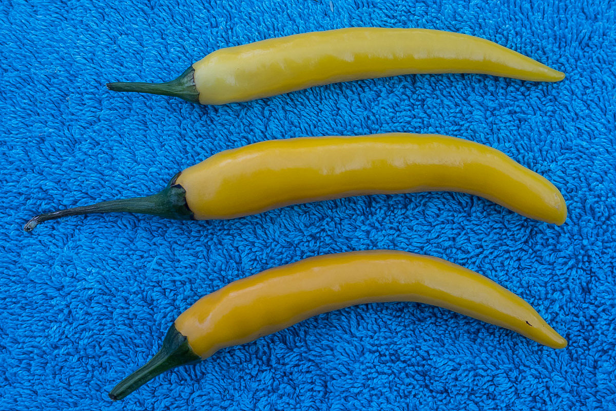 Cayenne Gelb (1 von 1).jpg