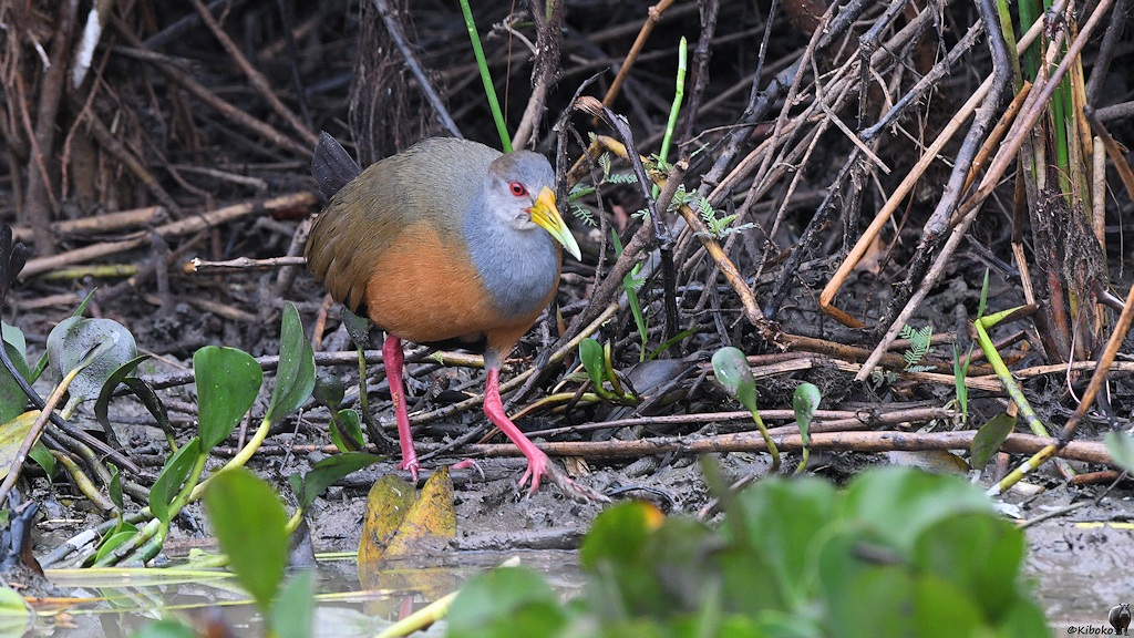 Cayenneralle (grey-necked wood-rail)

s1217 Transpantaneira Grey neckedWoodRail 8605