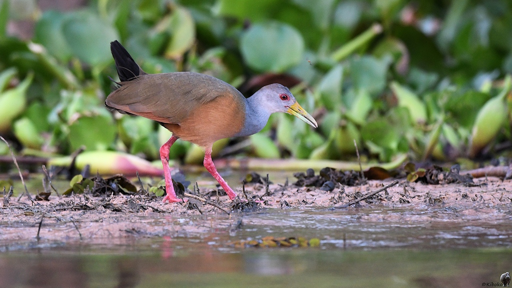 Cayenneralle (grey-necked wood rail)

s892 PantanalHotel GreyNeckedWoodRail 4761