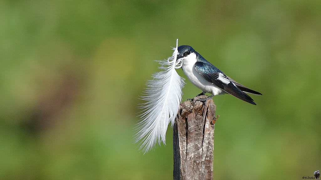 Cayenneschwalbe (White-winged Swallow)

s1012 RioClaro White WingedSwallow 6227