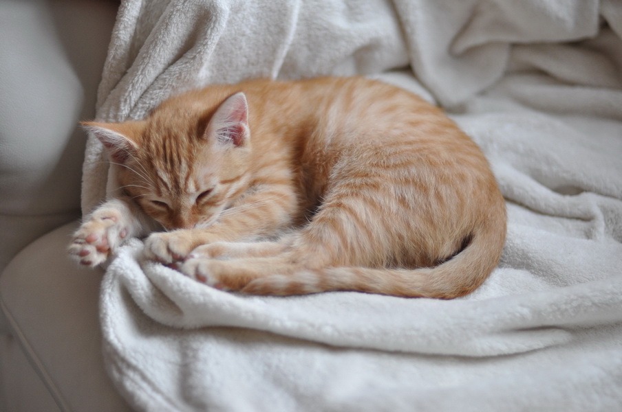 cb 110901 0003 cat nff