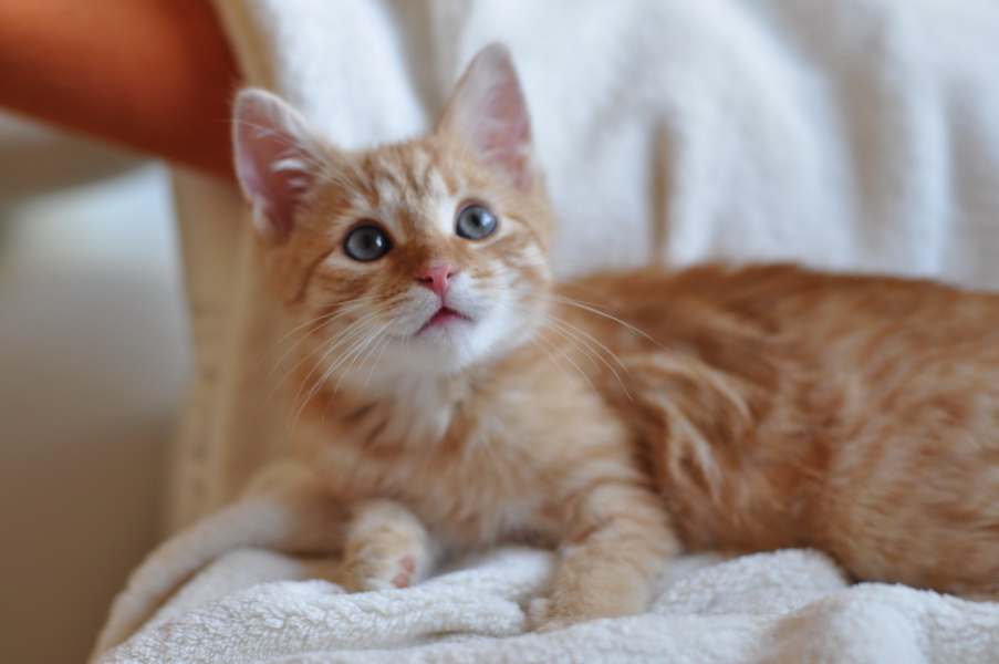 cb 110901 0006 cat nff