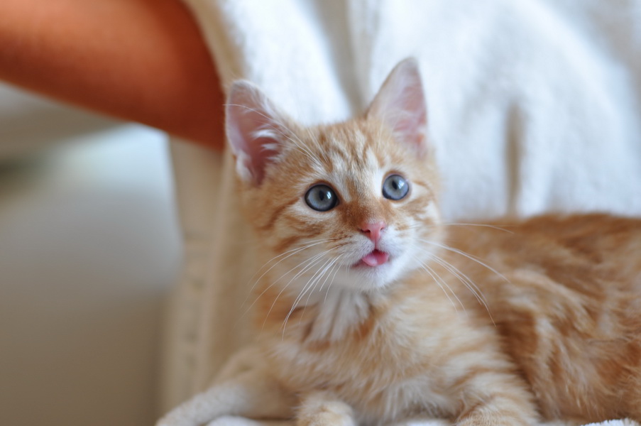 cb 110901 0007 cat nff