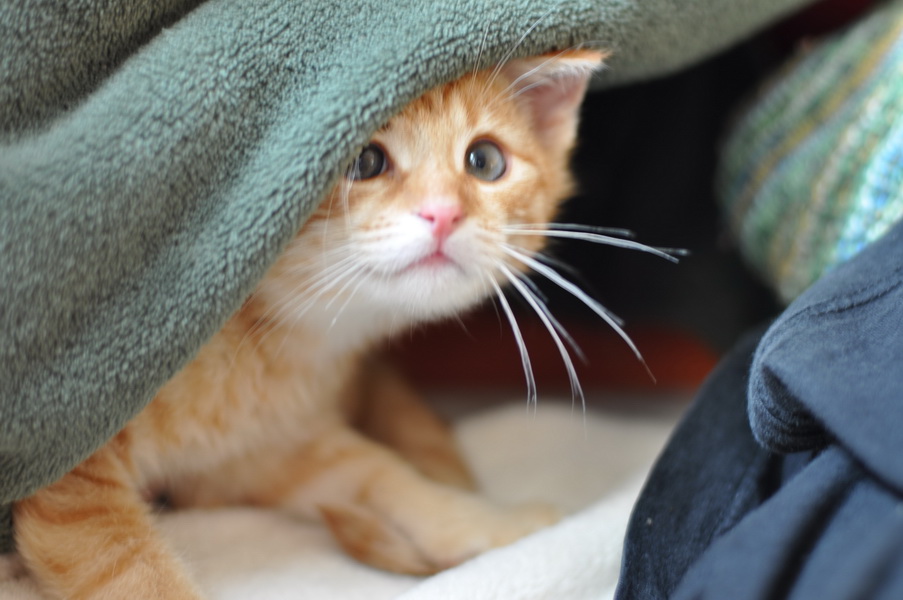 cb 110901 0008 cat nff