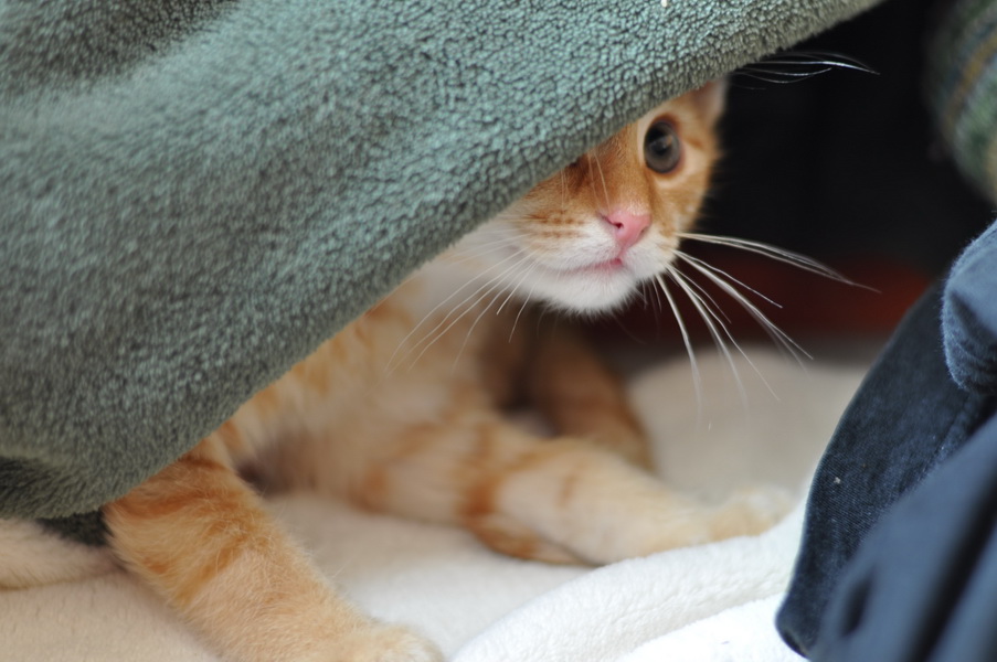 cb 110901 0009 cat nff