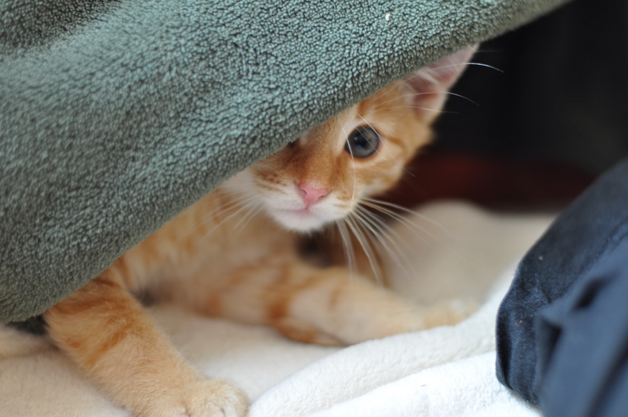 cb 110901 0021 cat nff