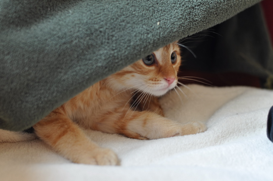 cb 110901 0022 cat nff