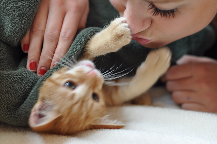cb 110901 0026 cat nff