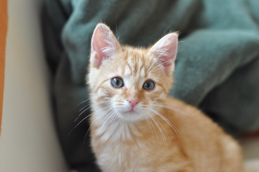 cb 110901 0028 cat nff