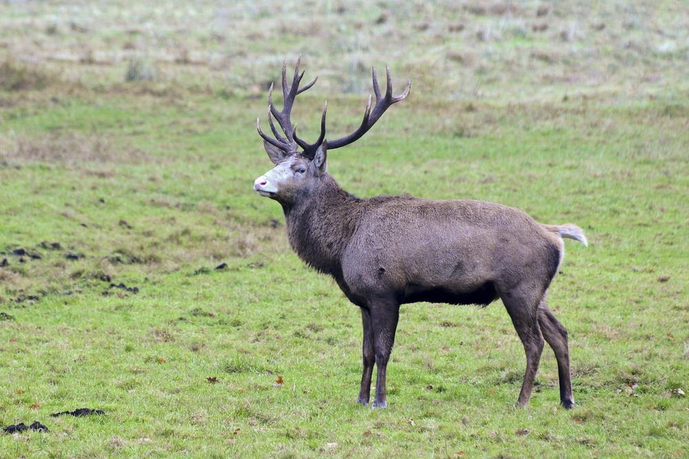 cd Bläßhirsch