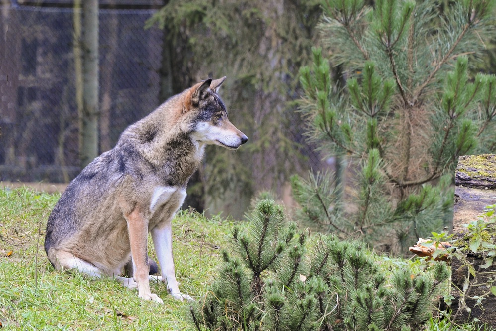 cd Wolf