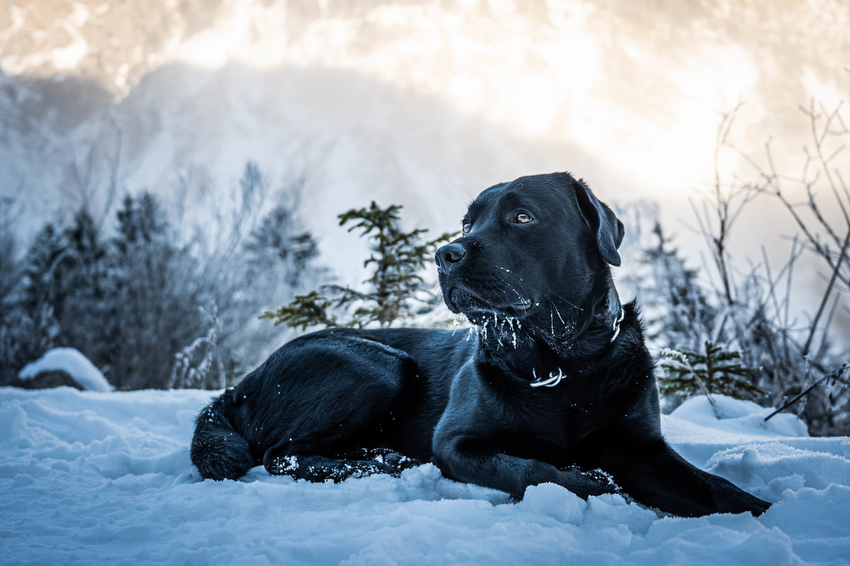 Cedric im Schnee